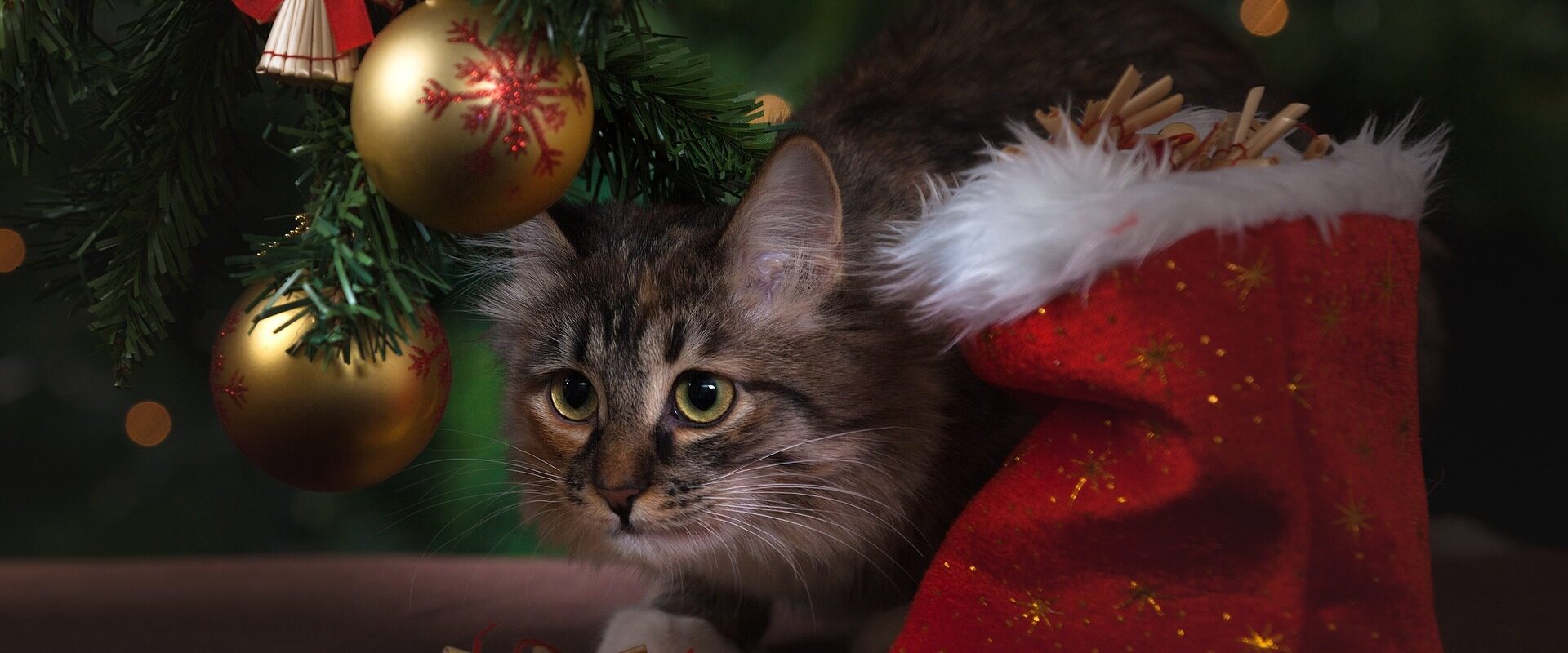 кот под новогодней елкой